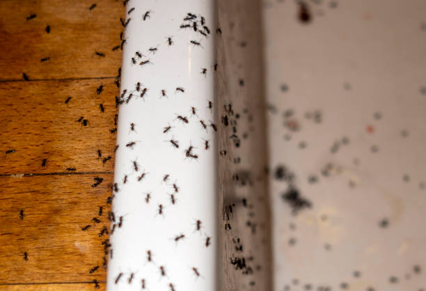 Best Best Pest Control Companies  in Benson, MN