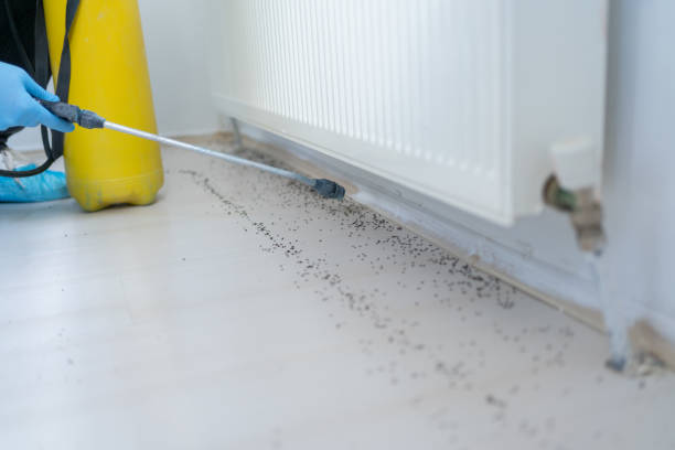 Best Flea Control Services  in Benson, MN